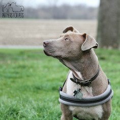 Weimaraner Dogs for adoption in Troy, IL, USA