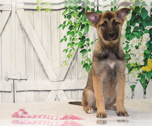 Mutt Dogs for adoption in Oroville, CA, USA