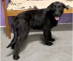 Airedale Terrier-Unknown Mix Dogs for adoption in Genesee, WI, USA