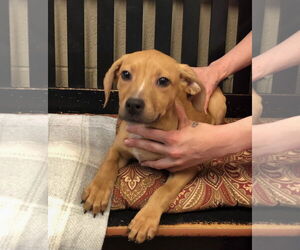 Labrador Retriever-Unknown Mix Dogs for adoption in Amarillo, TX, USA