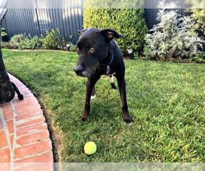 Doberman Pinscher-Labrador Retriever Mix Dogs for adoption in Redondo Beach, CA, USA