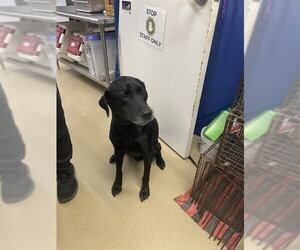 Labrador Retriever Dogs for adoption in Easton, MD, USA