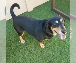 Basset Hound Dogs for adoption in Camarillo, CA, USA