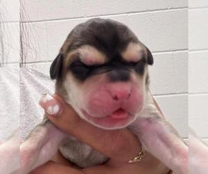 Black Mouth Cur-Unknown Mix Dogs for adoption in Salisbury, NC, USA