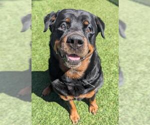 Rottweiler Dogs for adoption in Downey, CA, USA