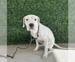 Dogo Argentino Dogs for adoption in Bakersfield, CA, USA