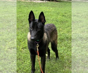 Mutt Dogs for adoption in Stevens Point, WI, USA