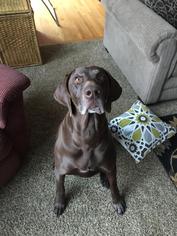 German Shorthaired Pointer Dogs for adoption in Cedar Rapids, IA, USA