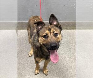 German Shepherd Dog-Unknown Mix Dogs for adoption in Las Vegas, NV, USA