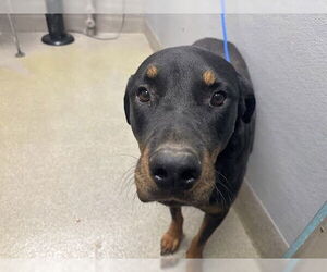 Rottweiler-Unknown Mix Dogs for adoption in Las Vegas, NV, USA