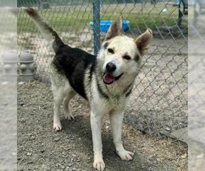 German Shepherd Dog-Unknown Mix Dogs for adoption in Conroe, TX, USA