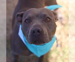 American Staffordshire Terrier-Unknown Mix Dogs for adoption in San Antonio, TX, USA