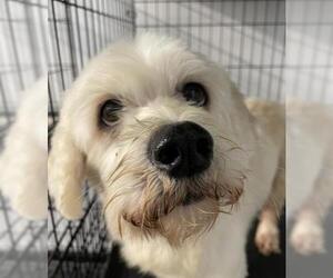 Maltese Dogs for adoption in Pottstown, PA, USA