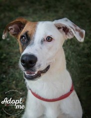 Mutt Dogs for adoption in Belton, MO, USA
