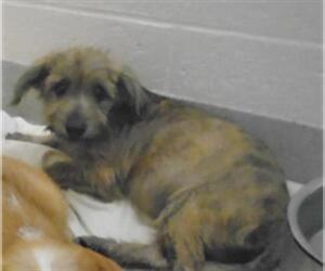Norfolk Terrier Dogs for adoption in Vero Beach, FL, USA