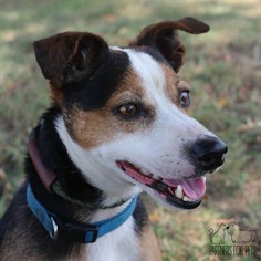 Jack Russell Terrier Dogs for adoption in Troy, IL, USA