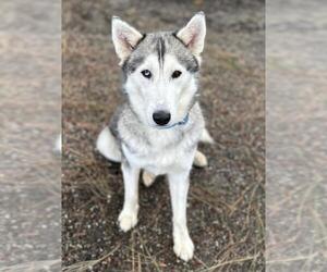 Pyrenees Husky Dogs for adoption in Woodland, CA, USA