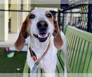 Treeing Walker Coonhound Dogs for adoption in Tavares, FL, USA