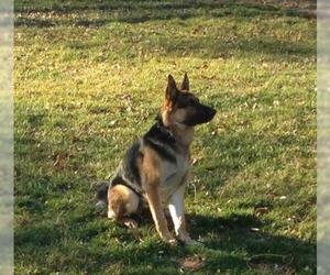 Medium Photo #898 German Shepherd Dog Puppy For Sale in Baltimore, MD, USA