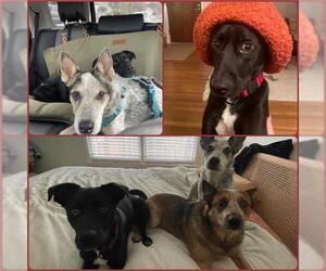 Medium Photo #1 Labrador Retriever-Unknown Mix Puppy For Sale in San Antonio, TX, USA