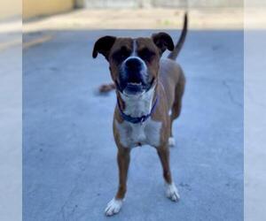 Boxer Dogs for adoption in Roanoke, VA, USA
