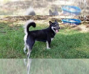 Alaskan Husky-Unknown Mix Dogs for adoption in Lone Oak, TX, USA