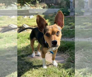 Cheagle Dogs for adoption in Denver , CO, USA