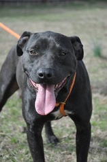  Dogs for adoption in Graniteville, SC, USA