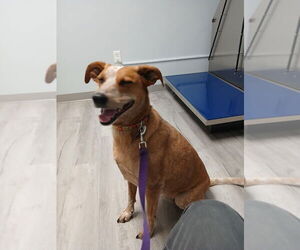 Coonhound-Unknown Mix Dogs for adoption in Parker Ford, PA, USA