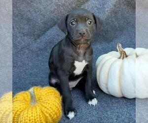 Medium Photo #2 Mutt Puppy For Sale in San Diego, CA, USA