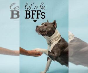 American Pit Bull Terrier-Unknown Mix Dogs for adoption in Pasadena, CA, USA