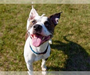 American Pit Bull Terrier Dogs for adoption in Grasswood, Saskatchewan, Canada