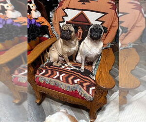 Pug Dogs for adoption in San Bernardino , CA, USA