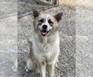Great Pyrenees-Unknown Mix Dogs for adoption in Manchester, MO, USA
