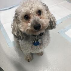 Poodle (Toy) Dogs for adoption in New York City, NY, USA