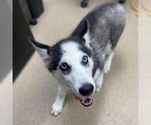 Siberian Husky Dogs for adoption in Aurora, CO, USA