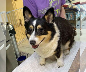 Pembroke Welsh Corgi Dogs for adoption in Benton, LA, USA
