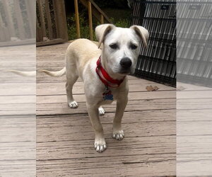 Mutt Dogs for adoption in Boston, MA, USA
