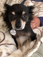 Chihuahua Dogs for adoption in Issaquah, WA, USA