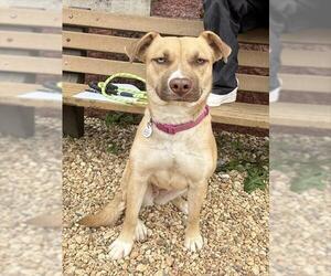 Labsky Dogs for adoption in Forestville, MD, USA