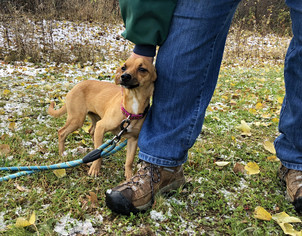 Chiweenie Dogs for adoption in Park Falls, WI, USA