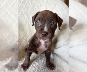 American Staffordshire Terrier-Labrador Retriever Mix Dogs for adoption in Lakewood, CO, USA