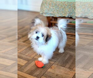Shih Apso Dogs for adoption in Fort Collins, CO, USA