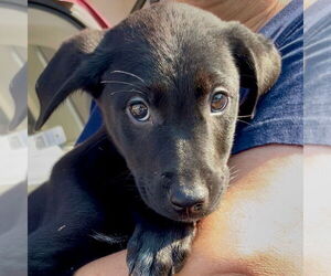 Gollie Dogs for adoption in Canton, CT, USA