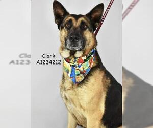 German Shepherd Dog Dogs for adoption in Bakersfield, CA, USA