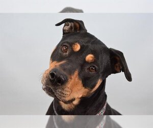 Rottweiler-American Pit Bull Terrier Dogs for adoption in Fort Collins, CO, USA