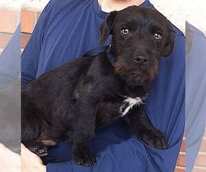 Dachshund-Unknown Mix Dogs for adoption in Carrollton, TX, USA