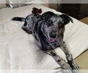 Australian Shepherd Dogs for adoption in Sterling, MA, USA