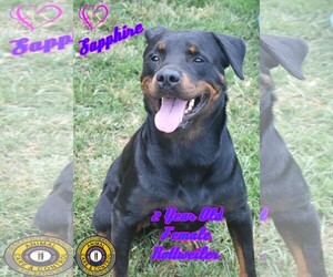 Rottweiler Dogs for adoption in Nicholasville, KY, USA