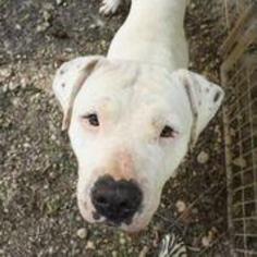 American Bulldog-Unknown Mix Dogs for adoption in Hankamer, TX, USA